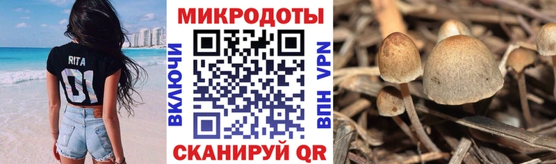 блэк спрут онион где найти Черемхово Псилоцибиновые грибы прущие грибы
